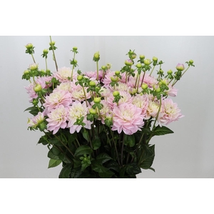 Dahlia Princess Kate