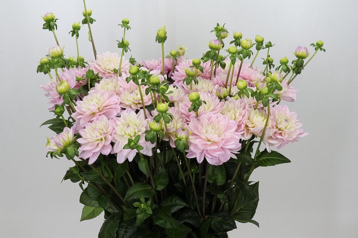 <h4>Dahlia Princess Kate</h4>