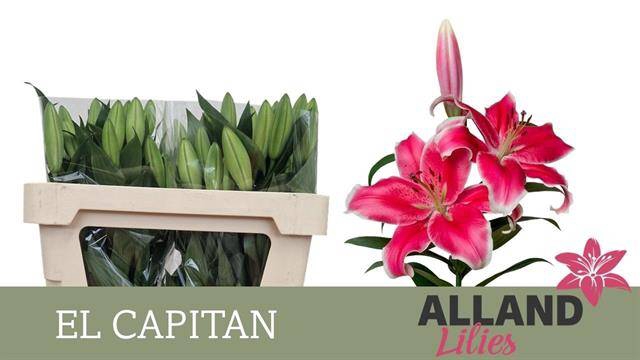 <h4>Li Ot El Capitan   1 kop</h4>