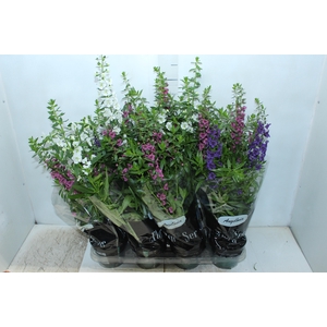 ANGELONIA P14 VARIADO