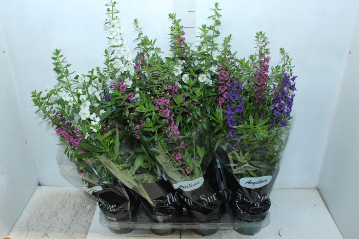 <h4>ANGELONIA P14 VARIADO</h4>