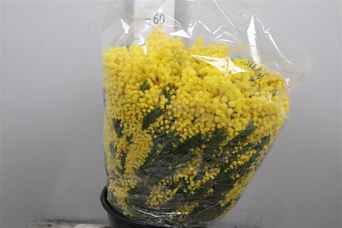 Acacia Mirandol Per Bunch 500 Gram
