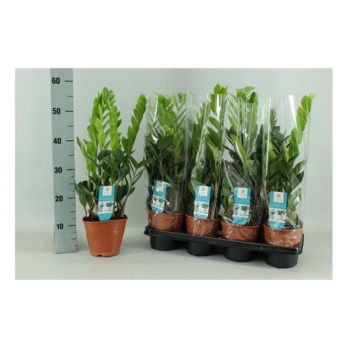 <h4>Zamioculcas zamifolia 14Ø 60cm 4st</h4>