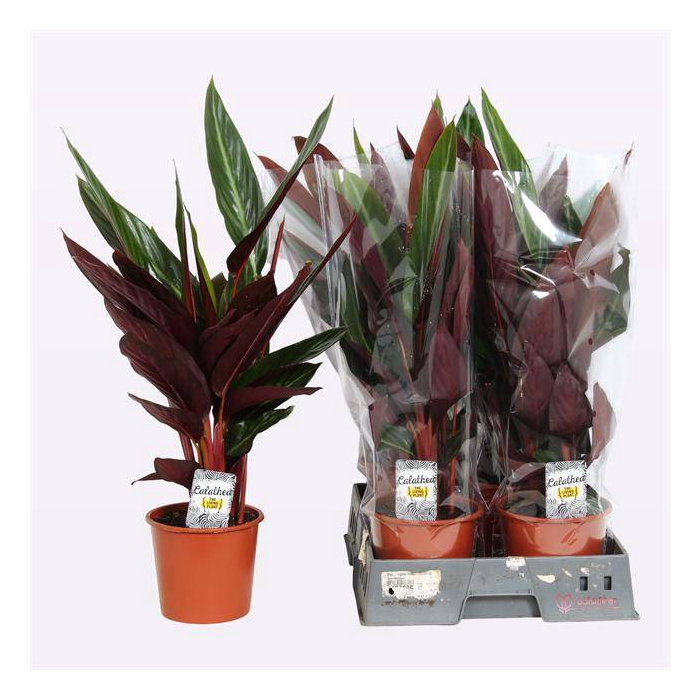 <h4>Stromanthe Stripestar 17Ø 70cm</h4>