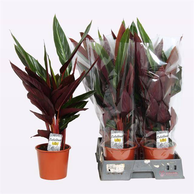 Stromanthe Stripestar 17Ø 70cm