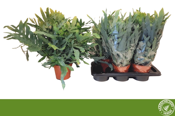 <h4>PHLEBO A BLUE STAR</h4>