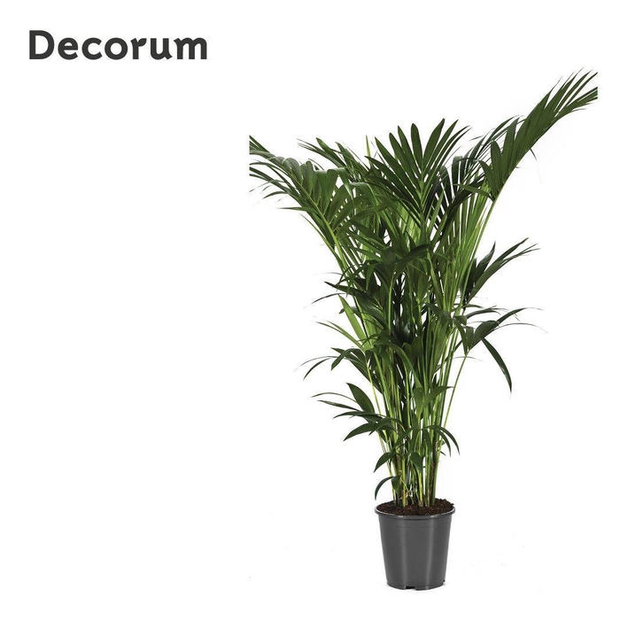 <h4>Howea forsteriana 170cm (Kentia) Decorum</h4>