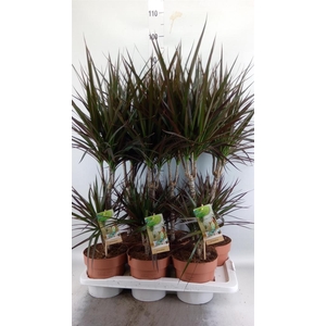 Dracaena marg. 'Magenta'