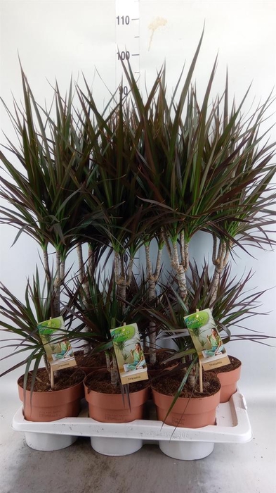 <h4>Dracaena marg. 'Magenta'</h4>