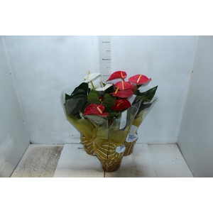 ANTHURIUM VARIADO P17