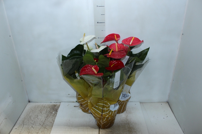 <h4>ANTHURIUM VARIADO P17</h4>