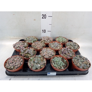 Lithops spp.