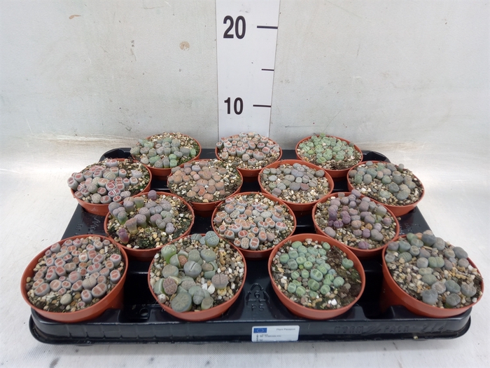 <h4>Lithops spp.</h4>