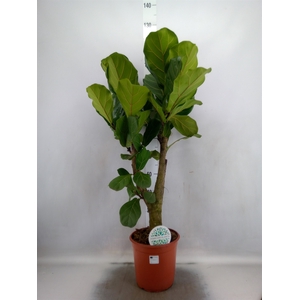 Ficus lyrata