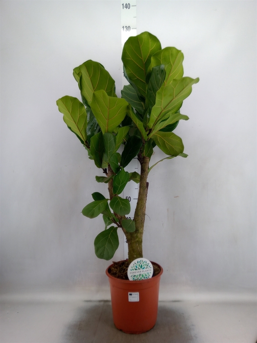 Ficus lyrata