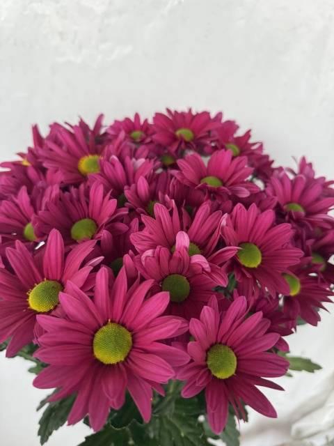 <h4>CHR T BALLER DARK</h4>