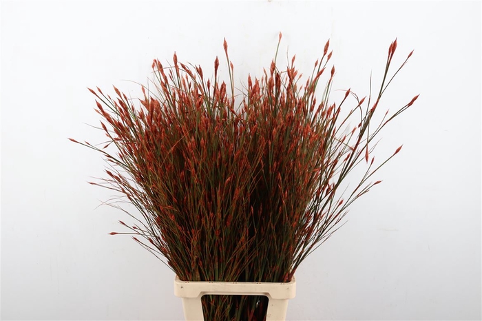 <h4>Kaaps Bell Reed Red</h4>