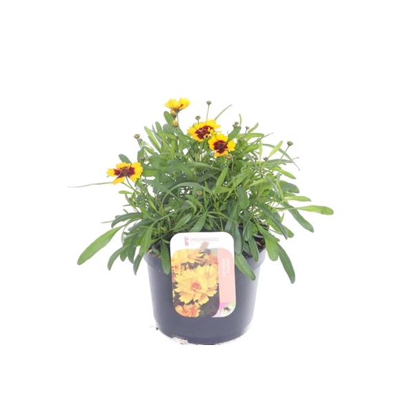 <h4>Coreopsis verticillata Corleone Red & Gold</h4>