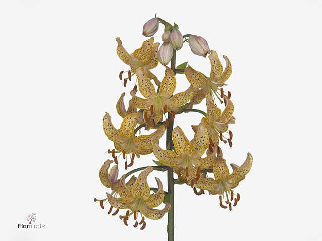 LI MA GUINEA GOLD