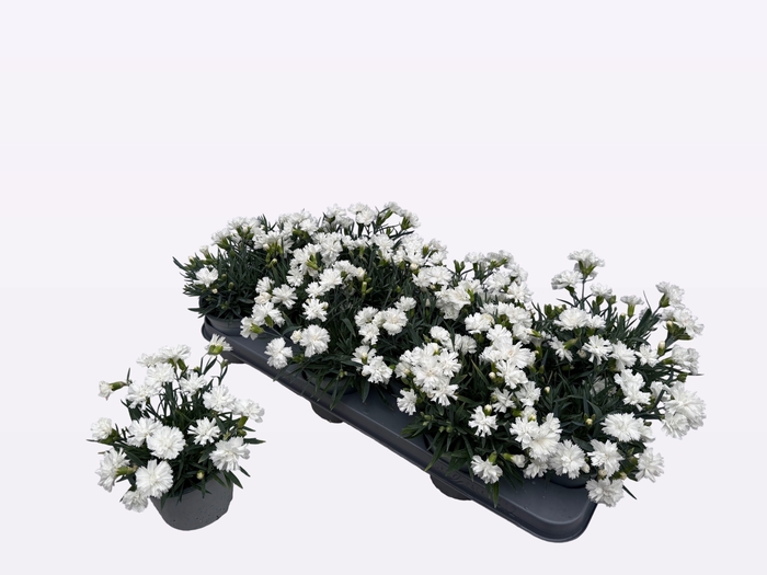 <h4>DIAN DIANTICA GEM</h4>