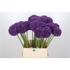 Allium Ambassador