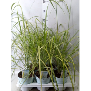 Calamagrostis acutifl.   ...