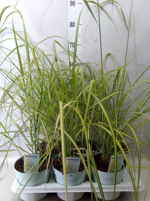 <h4>Calamagrostis acutifl.   ...</h4>