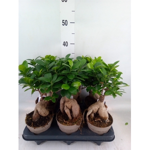 Ficus microcarpa 'Ginseng'