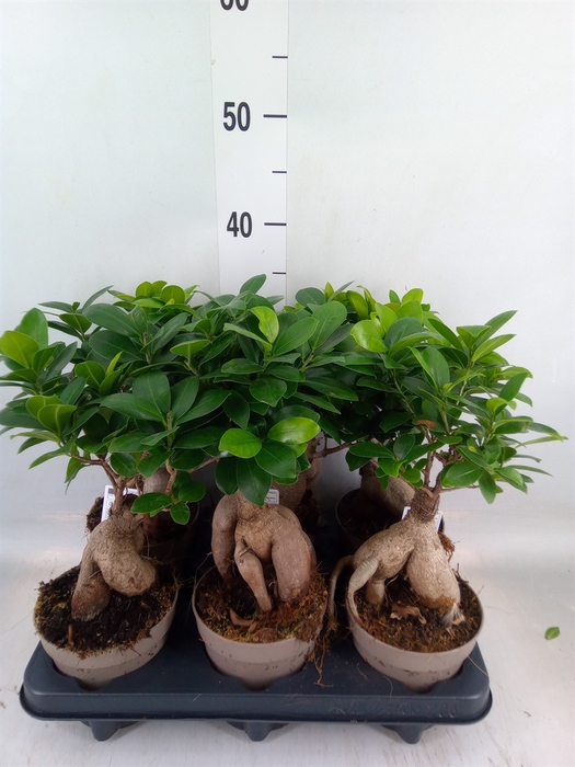 <h4>Ficus microcarpa 'Ginseng'</h4>