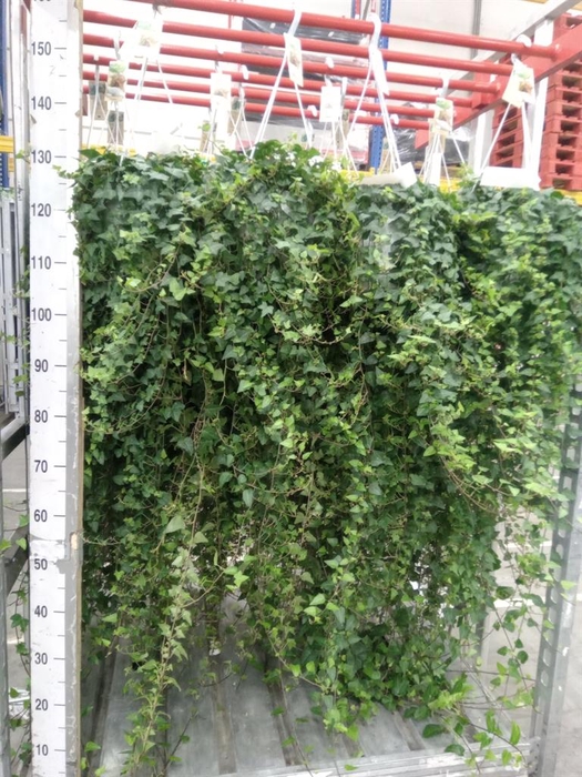 <h4>Hedera helix 'Anna'</h4>