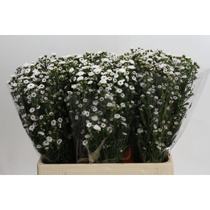 Aster White Gypsy