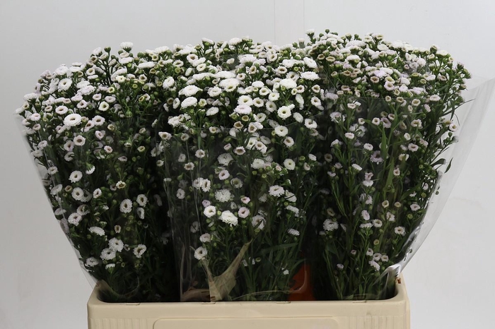 <h4>Aster White Gypsy</h4>