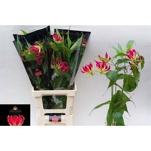GLORIOSA ROTHS