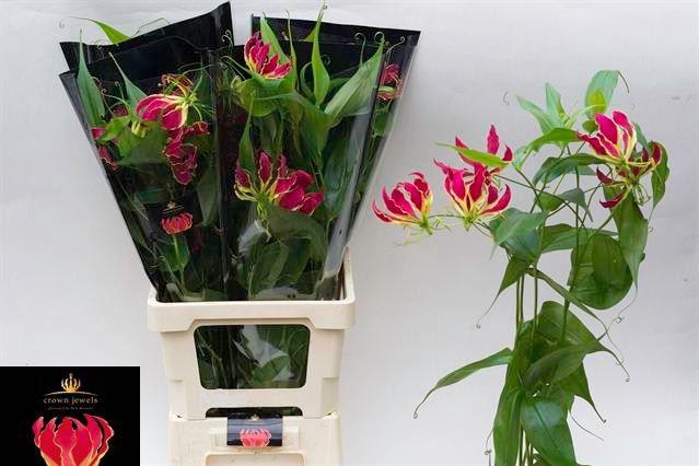 GLORIOSA ROTHS