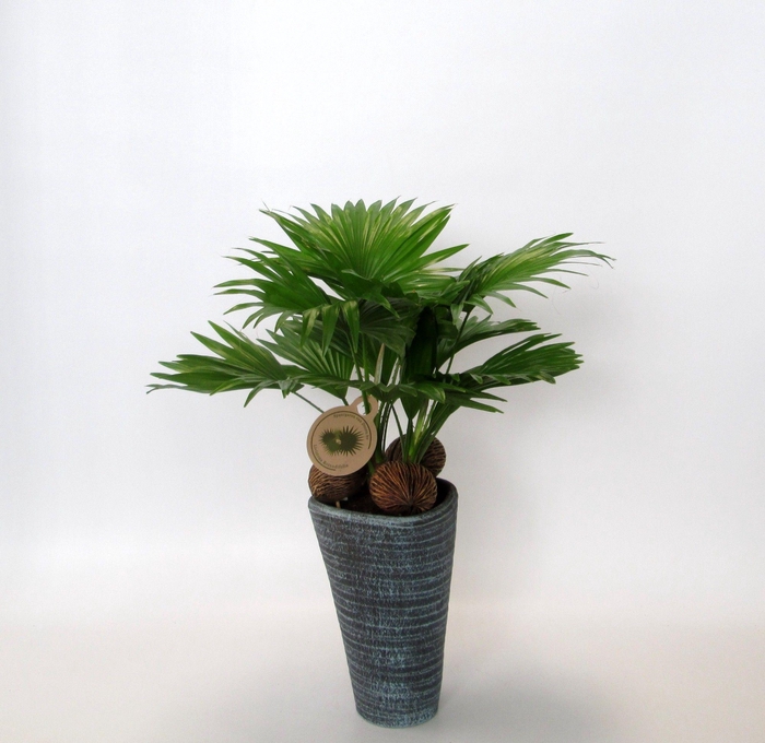 <h4>Livistona rotundifolia</h4>