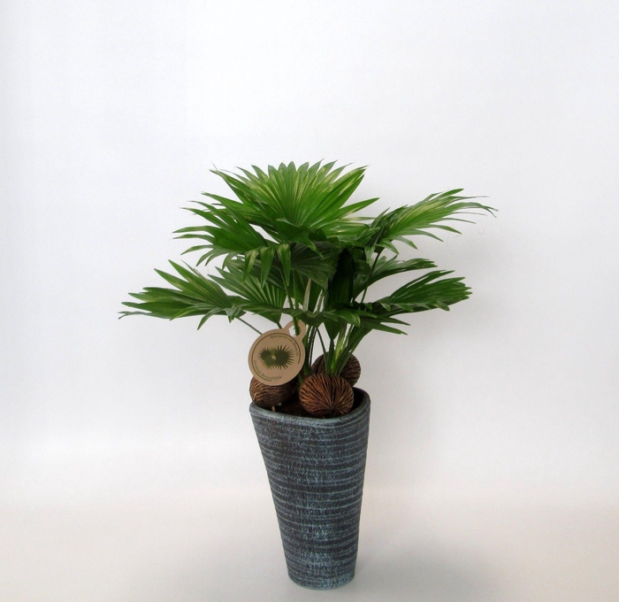 <h4>Livistona rotundifolia</h4>