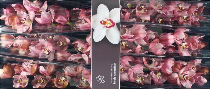 <h4>CYMB T HMS DA VINCI</h4>