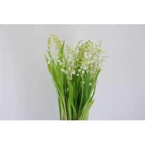 Convallaria Majalis (nl.)