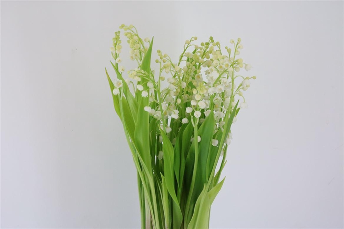 <h4>Convallaria Majalis (nl.)</h4>