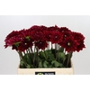 Dahlia Red Runner