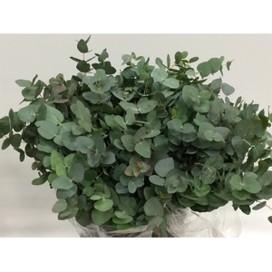 EUCA CINEREA SHORT 150GRAMS X20