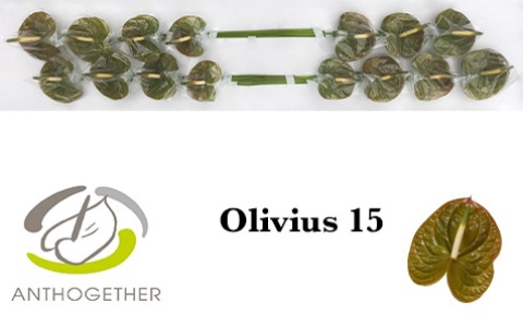 ANTH A OLIVIUS 15