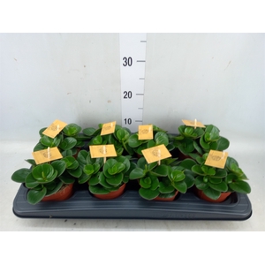 Peperomia obt. 'Obtipan'