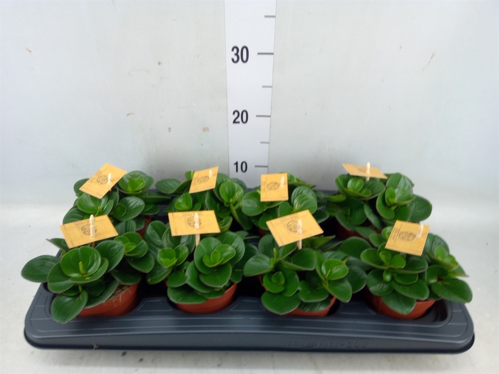 <h4>Peperomia obt. 'Obtipan'</h4>