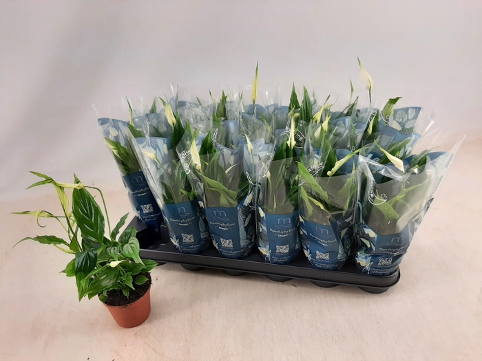 <h4>SPATH CHOPIN</h4>