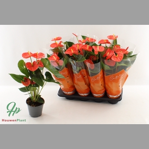 ANTHU AN SIER ORANGE