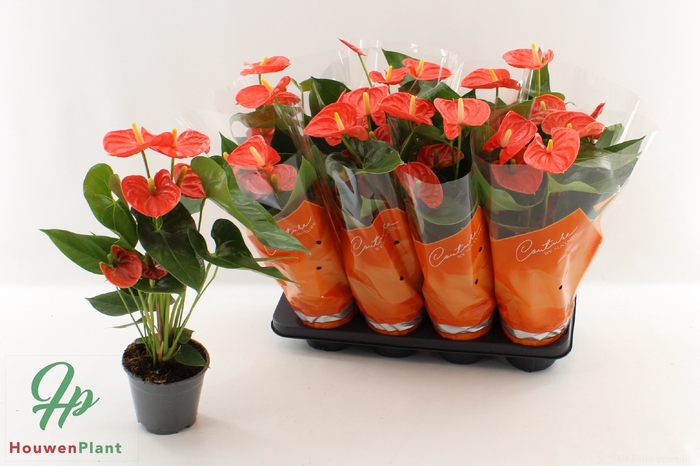 <h4>ANTHU AN SIER ORANGE</h4>