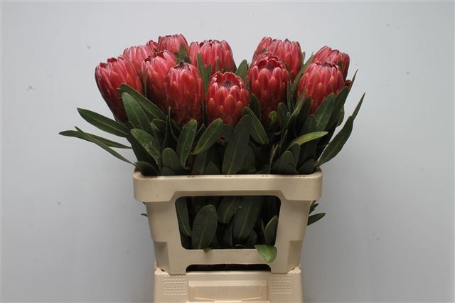 <h4>Protea Red Ice</h4>