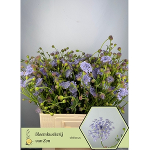 ZOMERBLOEM OV