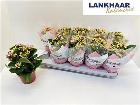 <h4>Kal Ge Perfecta Pink</h4>